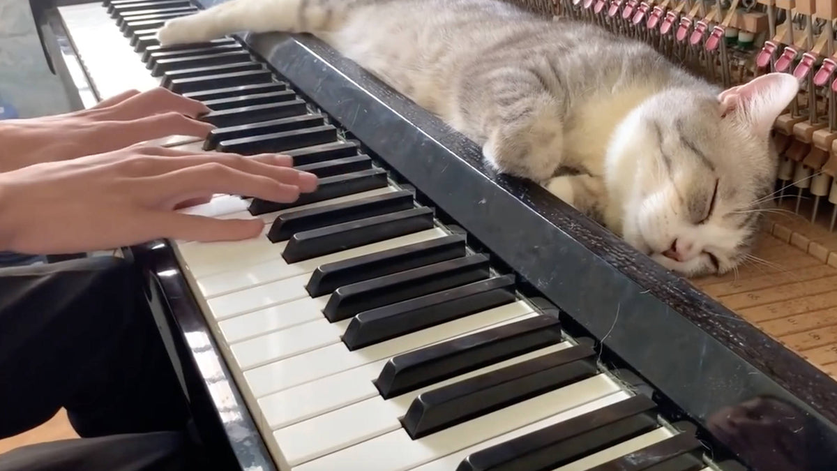 animal playing piano
